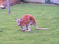 Kangourou roux geant (Macropus rufus)(cla. Mammifere)(fam. Marsupiaux)(02)